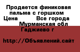 Продается финиковая пальма с горшком › Цена ­ 600 - Все города  »    . Мурманская обл.,Гаджиево г.